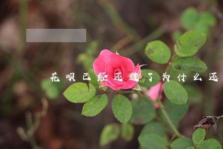 花呗已经还过了为什么还显示逾期 花呗已经还过了为什么还显示逾期