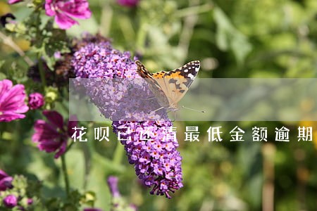 花呗已还清最低金额逾期吗 花呗已还清最低金额逾期吗