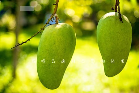花呗已逾期已影响信用 花呗已逾期已影响信用