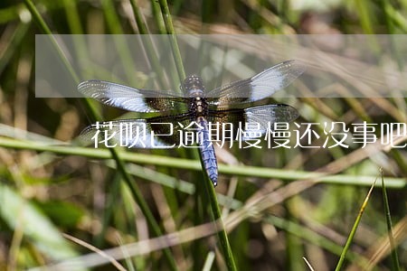 花呗已逾期慢慢还没事吧