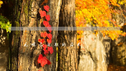 花呗已逾期的后果 花呗已逾期的后果