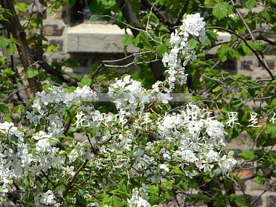 花呗常年逾期后果是什么 花呗常年逾期后果是什么