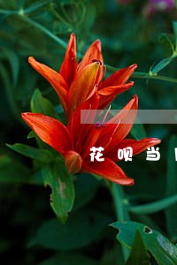 花呗当月金额不小心逾期 花呗当月金额不小心逾期