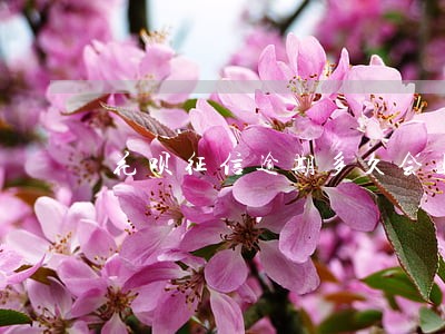 花呗征信逾期多久会上征信 花呗征信逾期多久会上征信