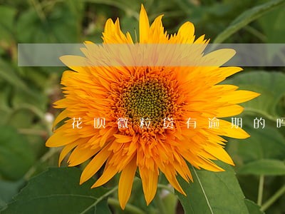 花呗微粒贷有逾期的吗 花呗微粒贷有逾期的吗