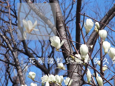 花呗微粒贷逾期多久会变黑名单 花呗微粒贷逾期多久会变黑名单