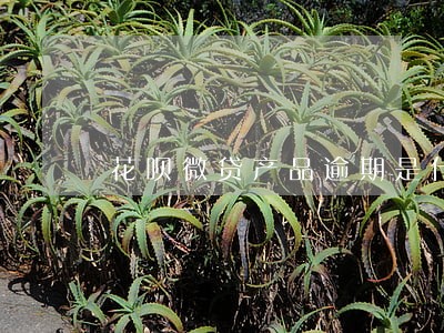 花呗微贷产品逾期是什么意思 花呗微贷产品逾期是什么意思