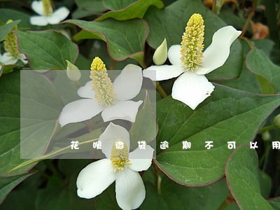 花呗微贷逾期不可以用花呗 花呗微贷逾期不可以用花呗