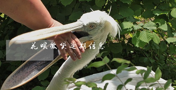 花呗微贷逾期信息 花呗微贷逾期信息