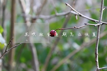 花呗微贷逾期怎么恢复 花呗微贷逾期怎么恢复