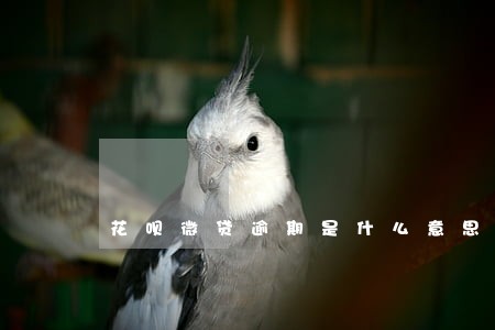 花呗微贷逾期是什么意思 花呗微贷逾期是什么意思