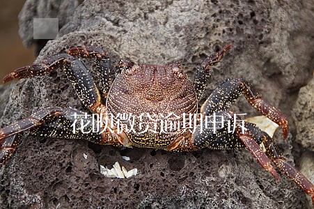 花呗微贷逾期申诉 花呗微贷逾期申诉