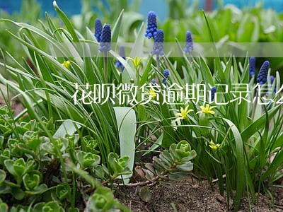 花呗微贷逾期记录怎么办 花呗微贷逾期记录怎么办