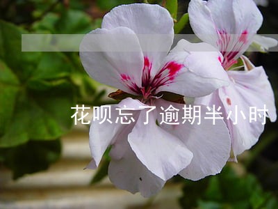 花呗忘了逾期半小时 花呗忘了逾期半小时