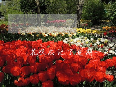 花呗忘记了逾期一天会怎么样