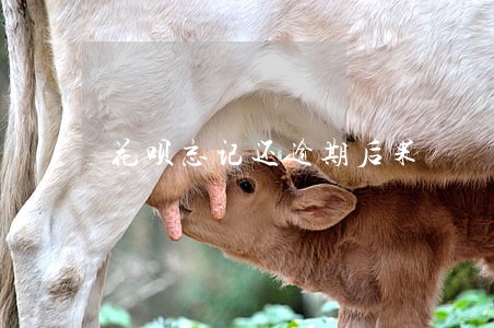 花呗忘记还逾期后果 花呗忘记还逾期后果