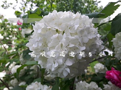 花呗忘还逾期5小时 花呗忘还逾期5小时
