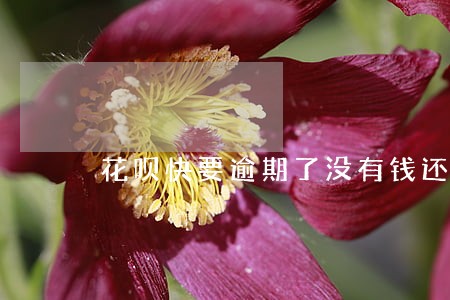 花呗快要逾期了没有钱还怎么办 花呗快要逾期了没有钱还怎么办