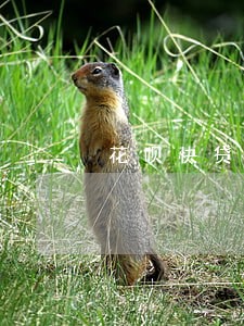 花呗快贷逾期 花呗快贷逾期