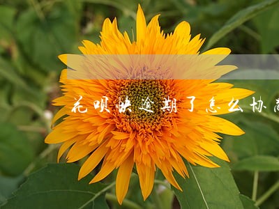 花呗快逾期了怎么协商 花呗快逾期了怎么协商
