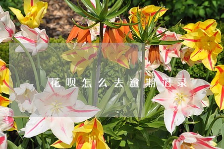 花呗怎么去逾期记录 花呗怎么去逾期记录