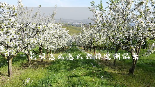 花呗怎么怎么去掉逾期记录 花呗怎么怎么去掉逾期记录