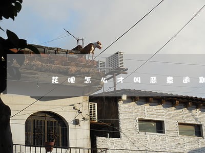 花呗怎么才叫恶意逾期 花呗怎么才叫恶意逾期