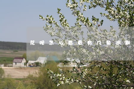 花呗怎么查看有几条逾期记录 花呗怎么查看有几条逾期记录
