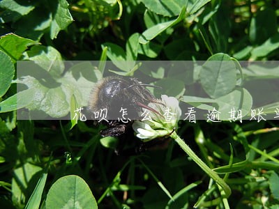 花呗怎么查看逾期账单 花呗怎么查看逾期账单