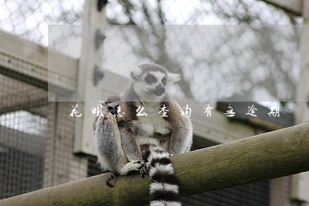 花呗怎么查询有无逾期 花呗怎么查询有无逾期