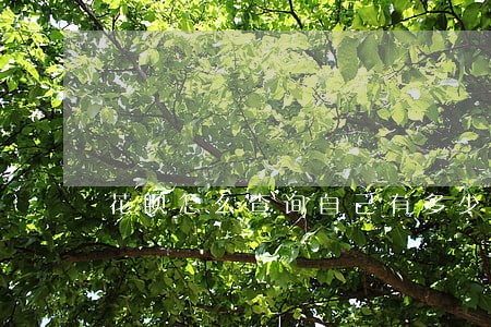 花呗怎么查询自己有多少次逾期 花呗怎么查询自己有多少次逾期