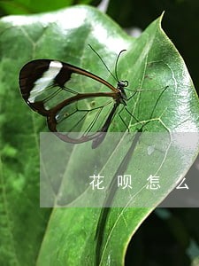 花呗怎么查询自己有没有逾期 花呗怎么查询自己有没有逾期