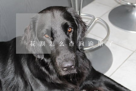 花呗怎么查询逾期了 花呗怎么查询逾期了