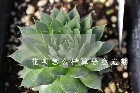 花呗怎么样算恶意逾期 花呗怎么样算恶意逾期