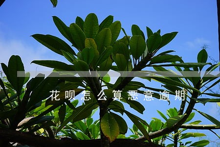花呗怎么算恶意逾期