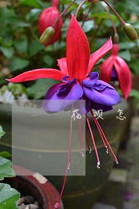 花呗怎么算逾期三个月 花呗怎么算逾期三个月