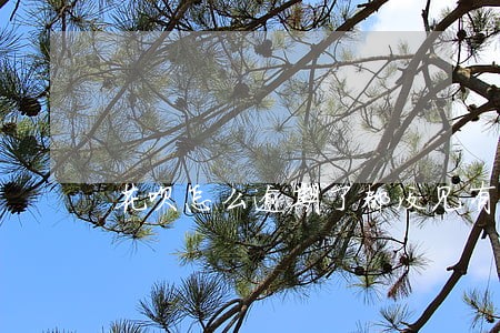 花呗怎么逾期了都没见有账单 花呗怎么逾期了都没见有账单