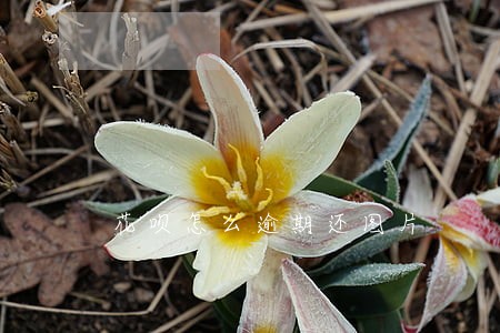花呗怎么逾期还图片 花呗怎么逾期还图片