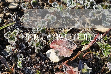花呗怎样恢复逾期记录 花呗怎样恢复逾期记录