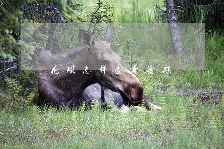 花呗怎样查看逾期 花呗怎样查看逾期