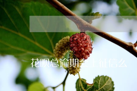 花呗总逾期会上征信么 花呗总逾期会上征信么