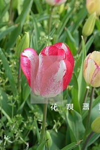 花呗恶意逾期 花呗恶意逾期