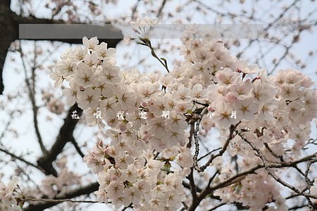 花呗我逾期一个月 花呗我逾期一个月