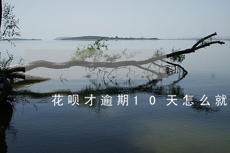 花呗才逾期10天怎么就催款了 花呗才逾期10天怎么就催款了