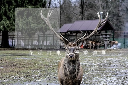 花呗打电话严重逾期 花呗打电话严重逾期