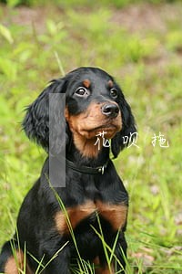 花呗拖着没还可以只还本金吗 花呗拖着没还可以只还本金吗