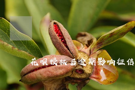 花呗授权后逾期影响征信吗 花呗授权后逾期影响征信吗