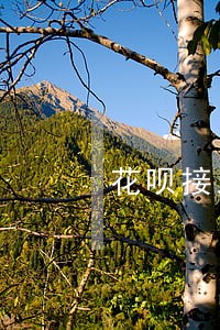 花呗接入征信以前逾期会上记录吗 花呗接入征信以前逾期会上记录吗