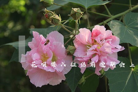 花呗接入征信前逾期会上征信吗 花呗接入征信前逾期会上征信吗