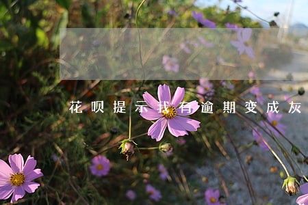 花呗提示我有逾期变成灰色 花呗提示我有逾期变成灰色